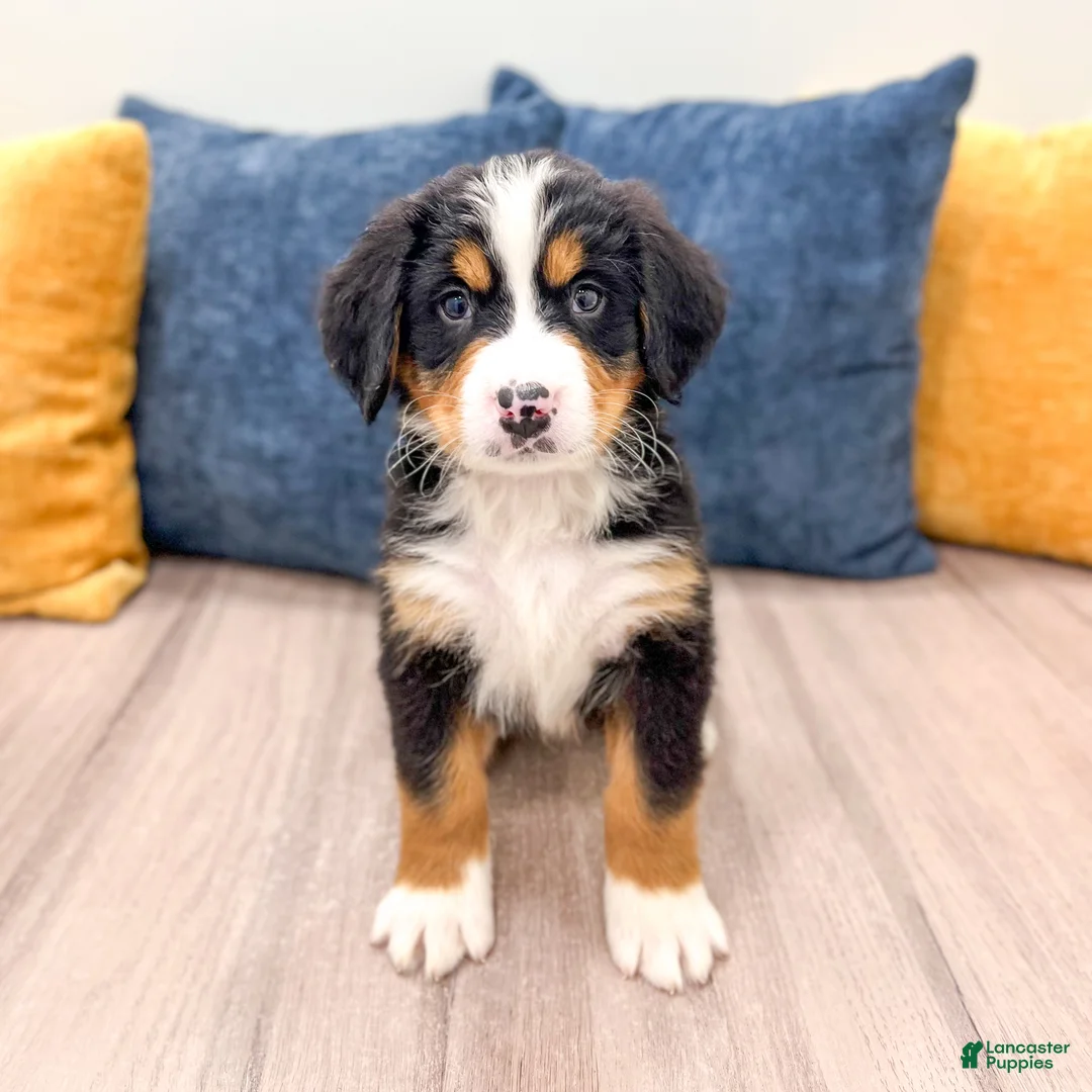 Bernese Mountain Dog dogs for sale: Jordan - Ad 2