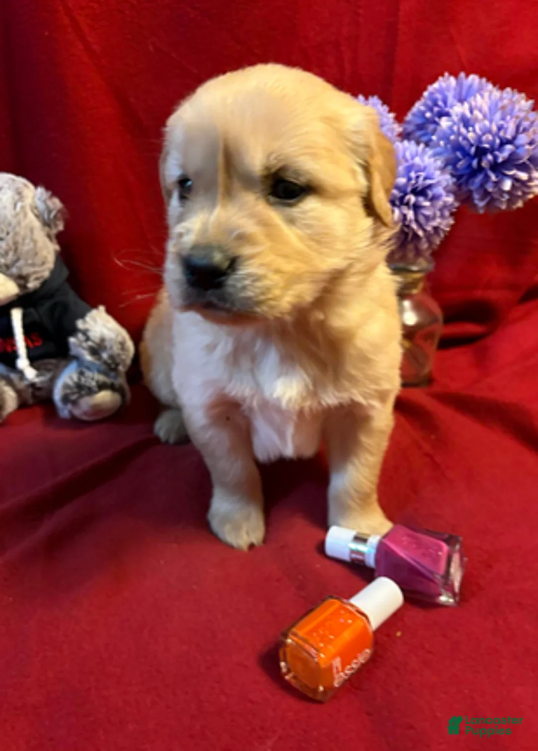 Golden Retriever dogs for sale: Teddi - Ad 2