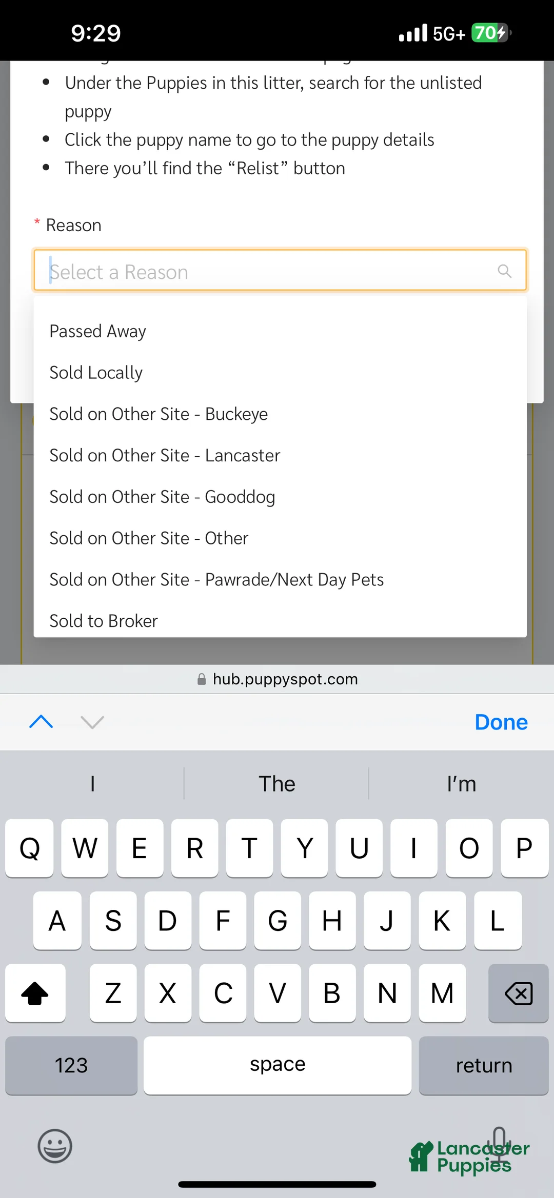 French Bulldog dogs for sale: Hank - Ad 15