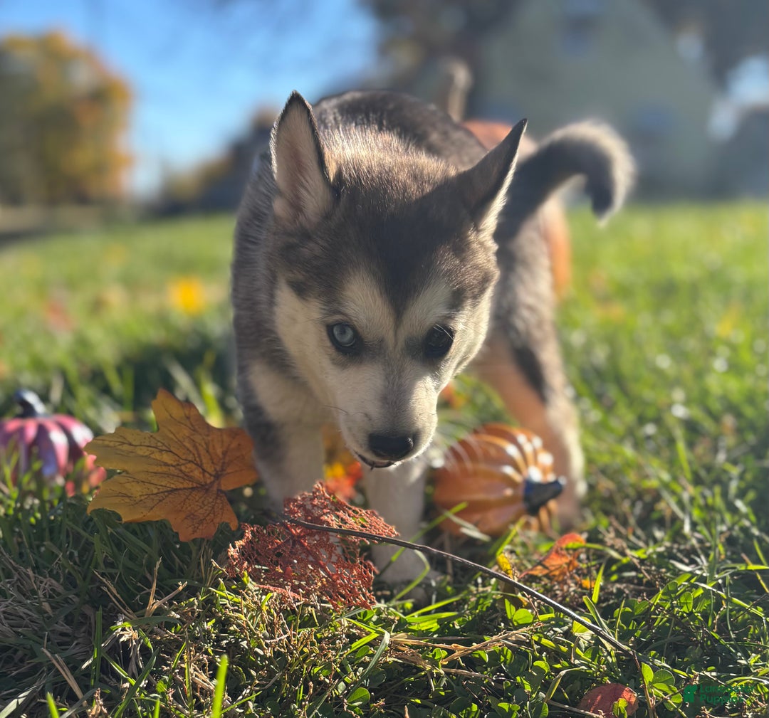 Pomsky dogs for sale: Sophie - Ad 5