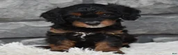 Cavapoo dogs for sale: Cavapoo 2 - Ad 7