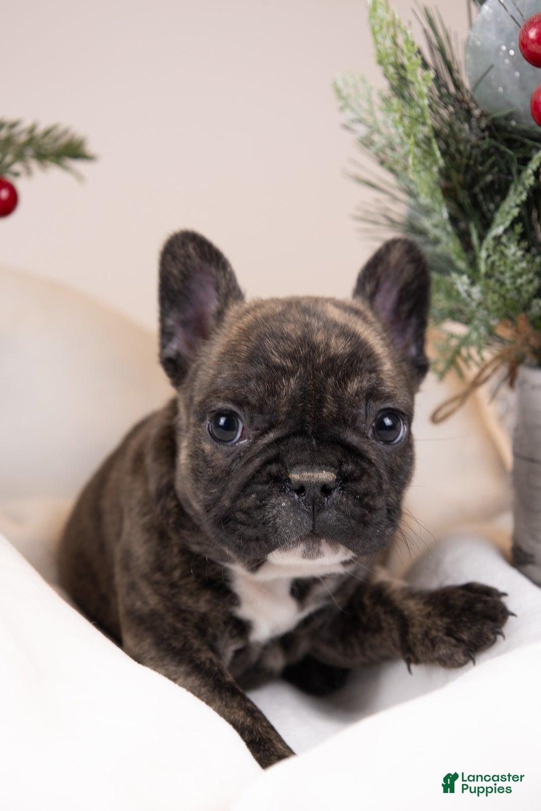 French Bulldog dogs for sale: Bluey - Ad 16