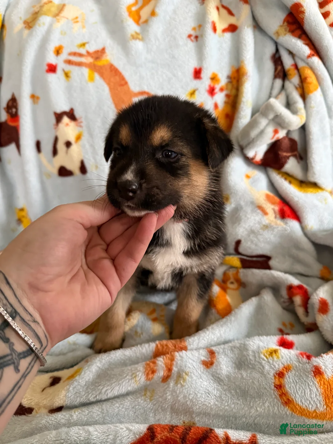 Mixed Breed dogs for sale:  Pink collar female - blue eye - Ad 2