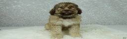 Newfypoo dogs for sale: Nero - Ad 3