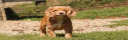 Cockapoo dogs for sale: Maverick - Ad 10