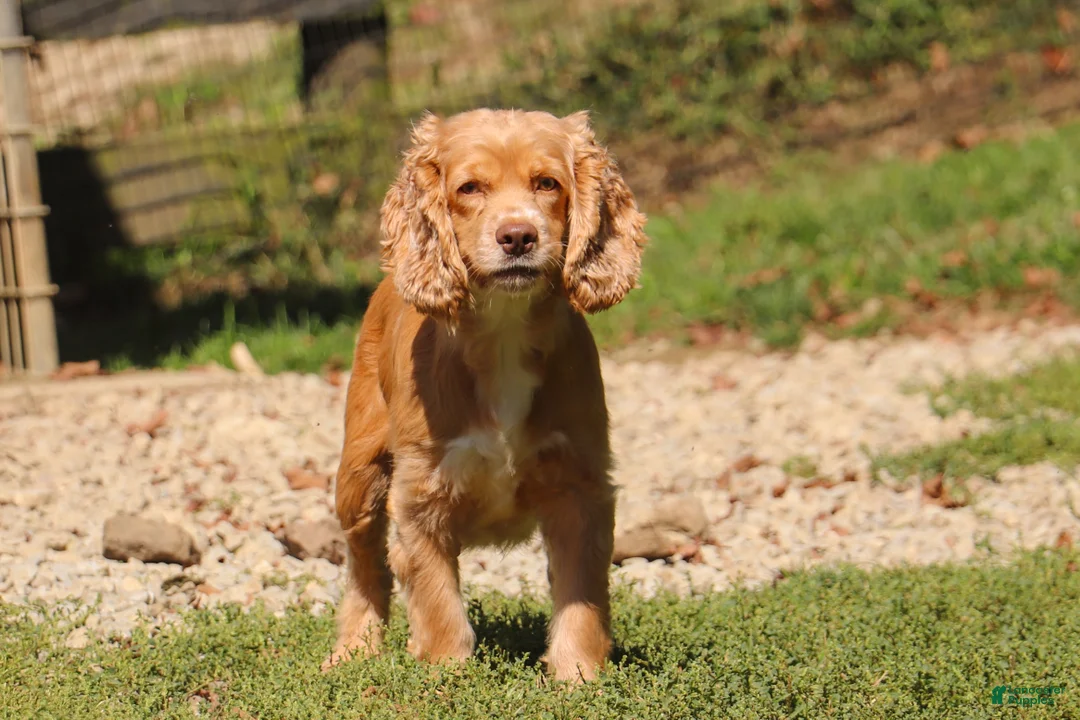 Cockapoo dogs for sale: Maverick - Ad 10