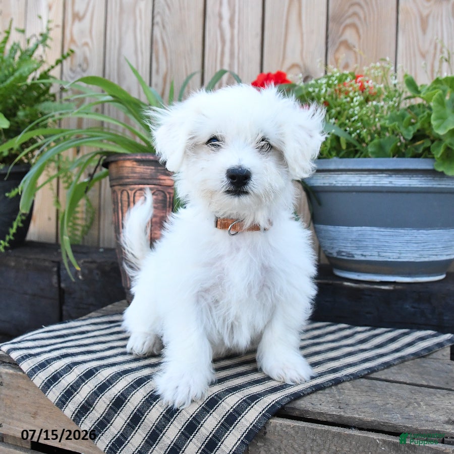 Mixed Breed dogs Elias - Ad 1