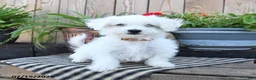 Mixed Breed dogs for sale: Elias - Ad 1