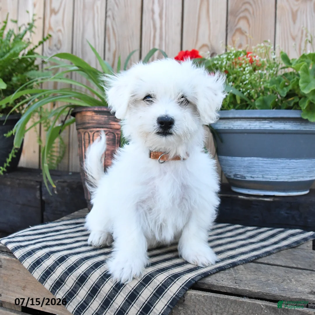 Mixed Breed dogs for sale: Elias - Ad 1