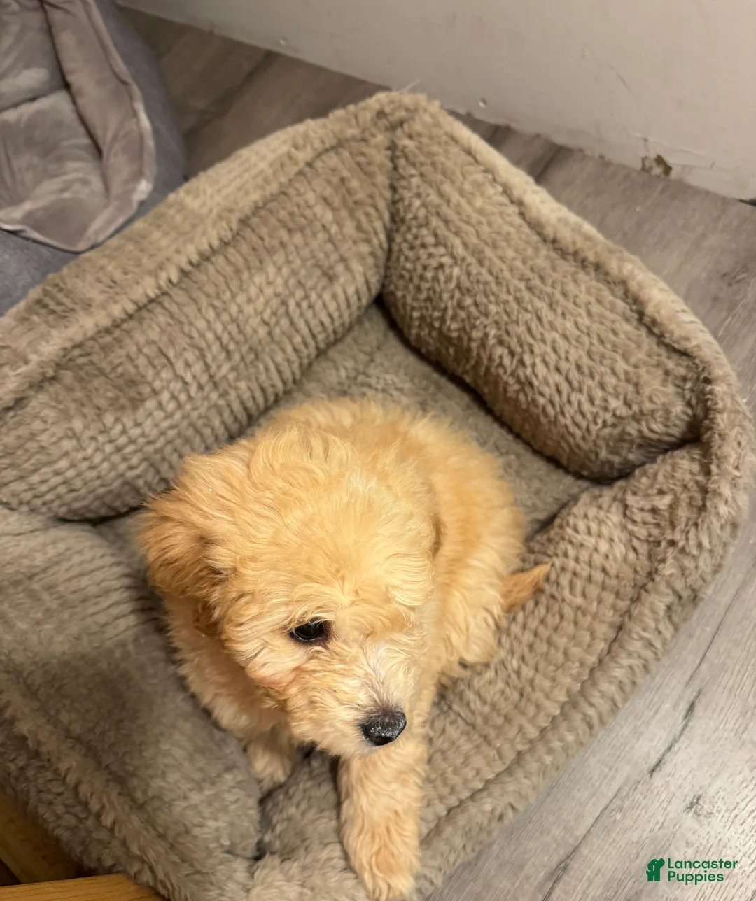 Mini Goldendoodle dogs for sale: Mini Goldendoodle Puppy 1 - Ad 2