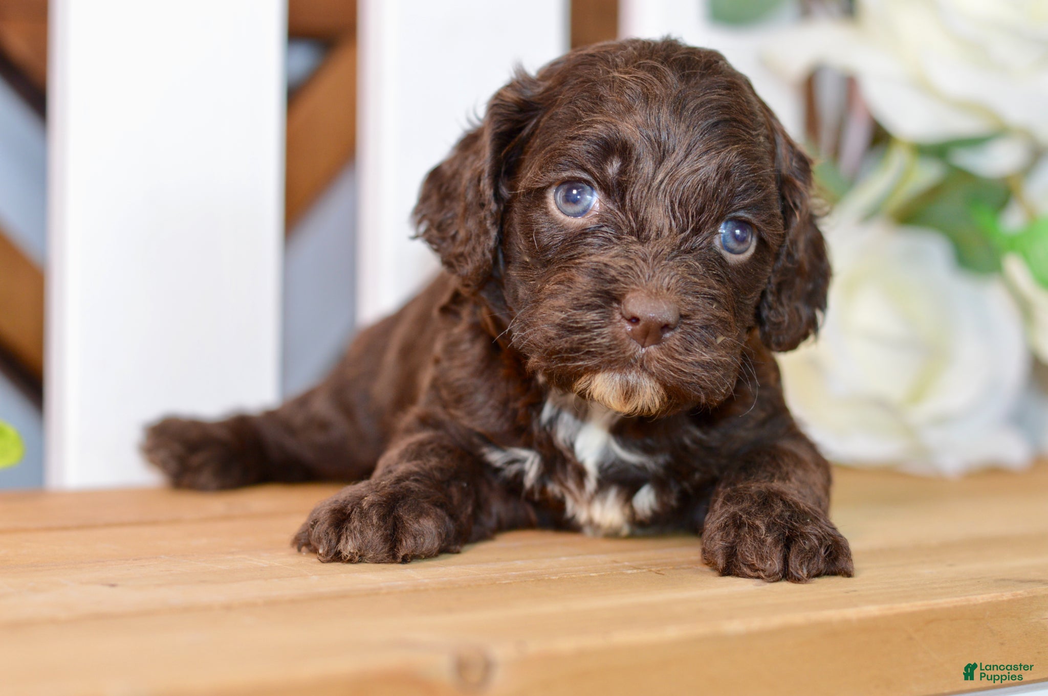 Cockapoo dogs Claudia - Ad 1