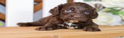 Cockapoo dogs for sale: Claudia - Ad 1