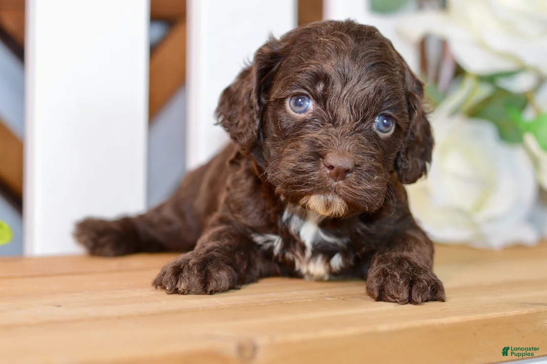 Cockapoo dogs for sale: Claudia - Ad 1
