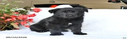 German Shepherd dogs for sale: Marley - Ad 5