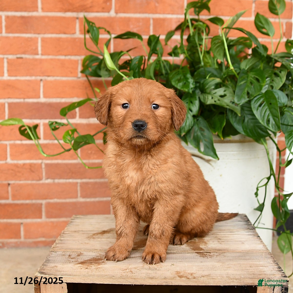 Golden Retriever dogs Goldie - Ad 13