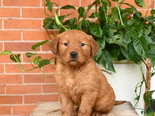 Golden Retriever dogs Goldie - Ad 38