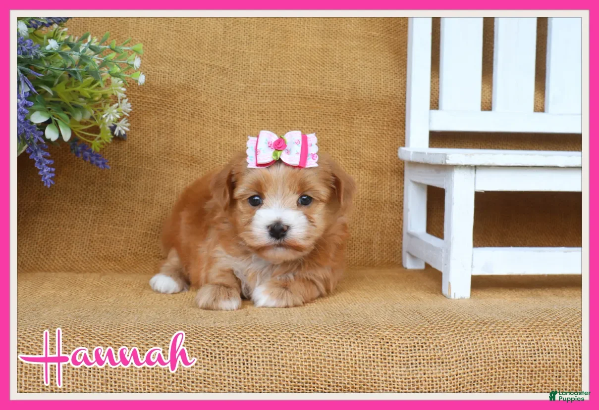 Havanese dogs Hannah - Ad 1
