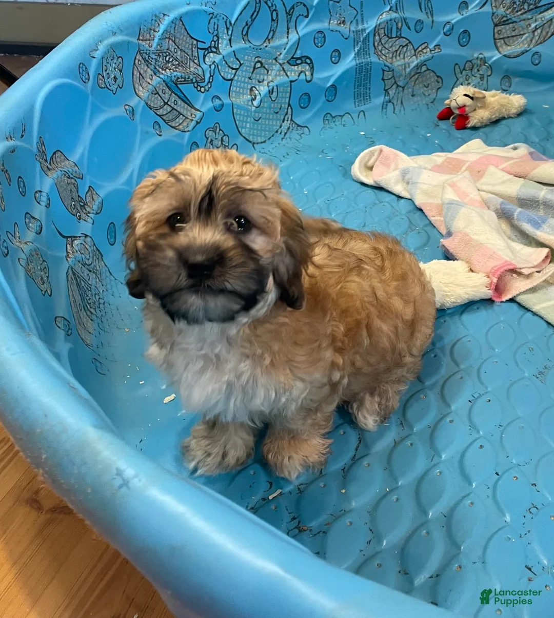 Teddy Bear dogs for sale: Sammy - Ad 10
