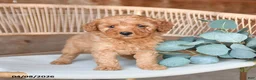 Mini Bernedoodle dogs for sale: Macaron - Ad 1