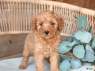 Mini Bernedoodle dogs for sale: Macaron - Ad 4