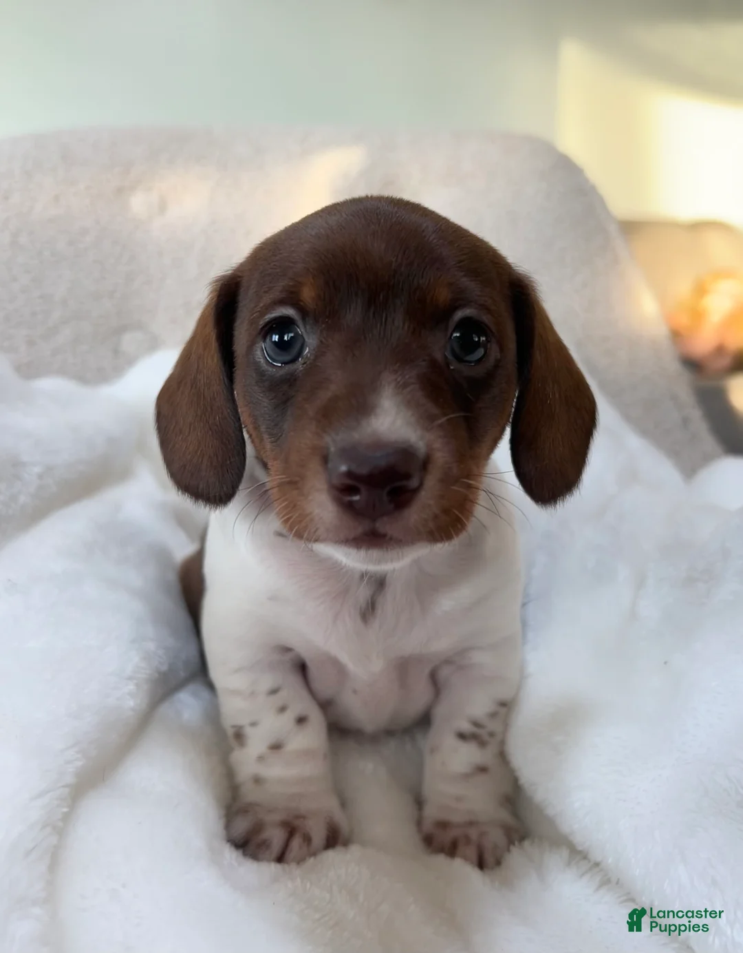 Miniature Dachshund dogs for sale: Doxy - Ad 3