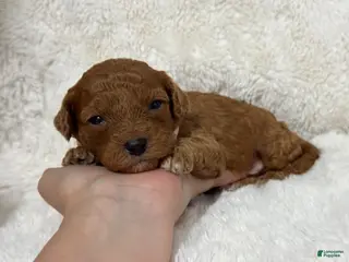 Cavapoo dogs Archie - Ad 40