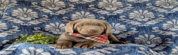 Labrador Retriever dogs for sale: Conroy AKC Silver Lab - Ad 7
