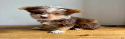 Chorkie dogs for sale: Benji  - Ad 6