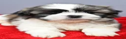 Shih Tzu dogs for sale: Rocket - Ad 4