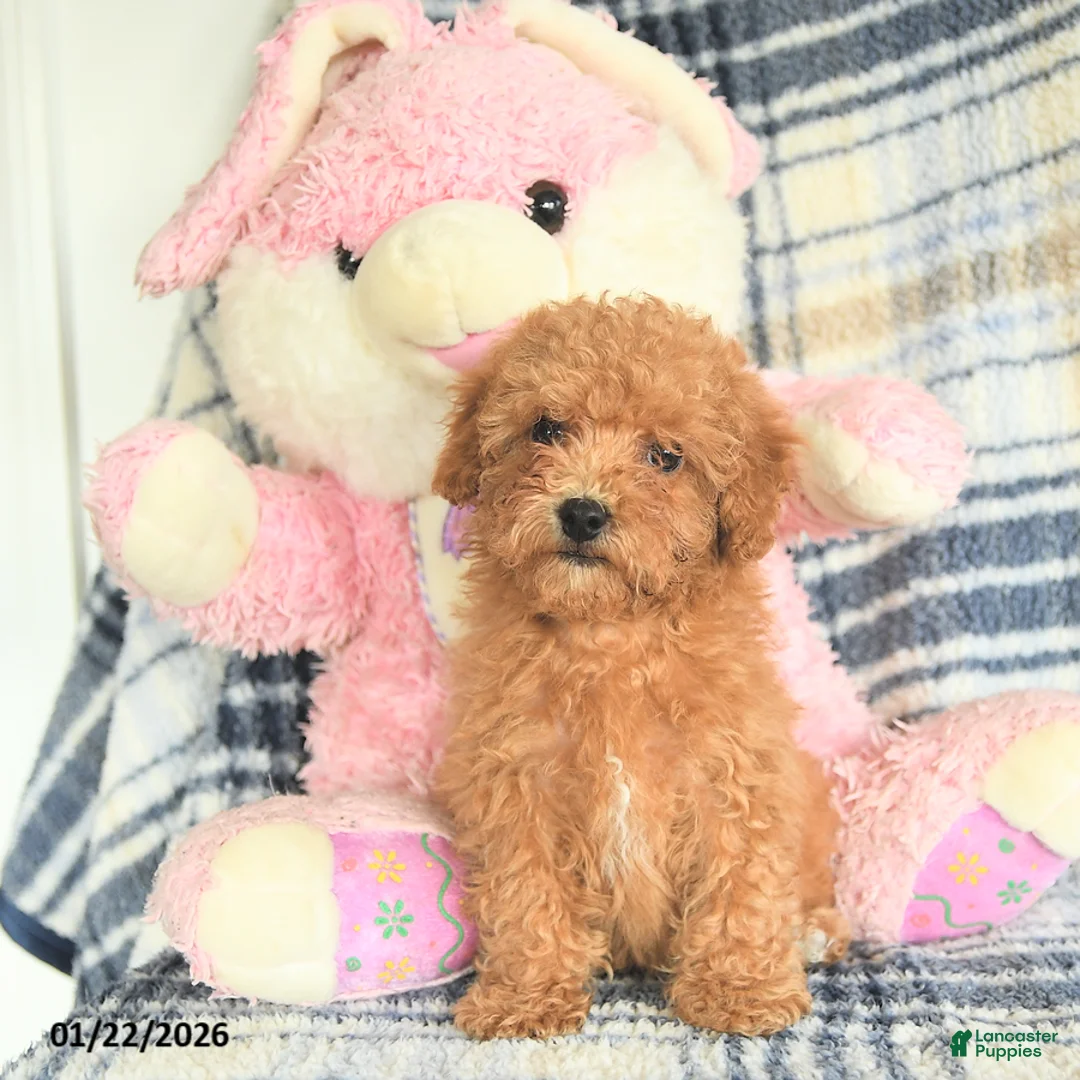 Havapoo dogs for sale: Darcy - Ad 2