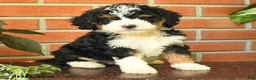 Bernedoodle dogs for sale: Jenifer - Ad 3