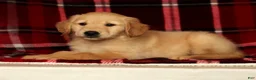 Golden Retriever dogs for sale: Teddy - Ad 7