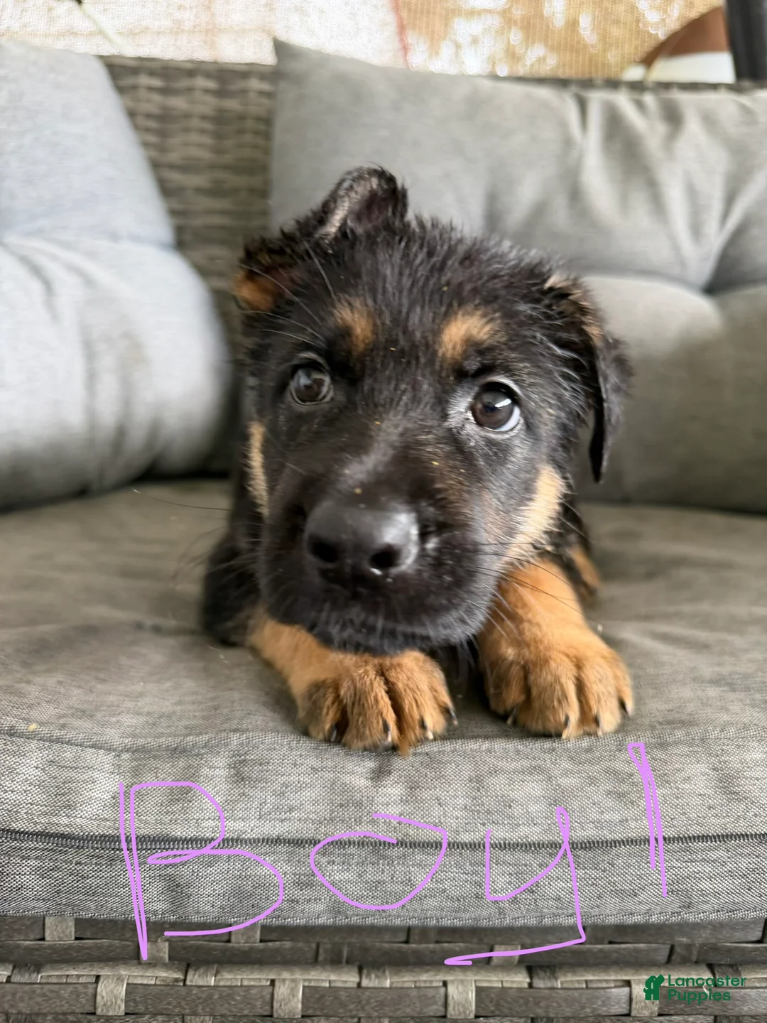 German Shepherd dogs for sale: German Shepherd 1 - Ad 1