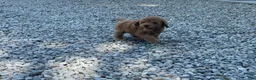 Mini Goldendoodle dogs for sale: Max Mini Goldendoodle  - Ad 10