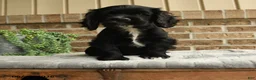 English Cocker Spaniel dogs for sale: Mindy - Ad 1