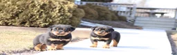 Rottweiler dogs for sale: Donn  - Ad 8
