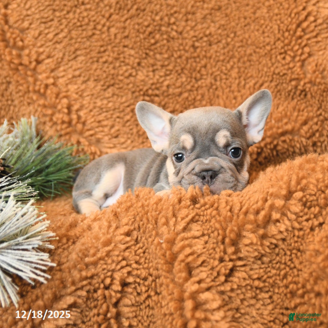 French Bulldog dogs for sale: Tessa - Ad 1