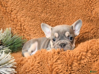 French Bulldog dogs Tessa - Ad 4