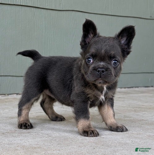 French Bulldog dogs for sale: Stella - Ad 2