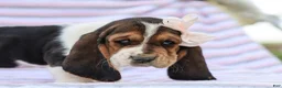 Basset Hound dogs for sale: Emma Purebred Basset Hound Pup - Ad 5