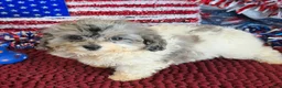 Cockapoo dogs for sale: Buttons - Ad 3
