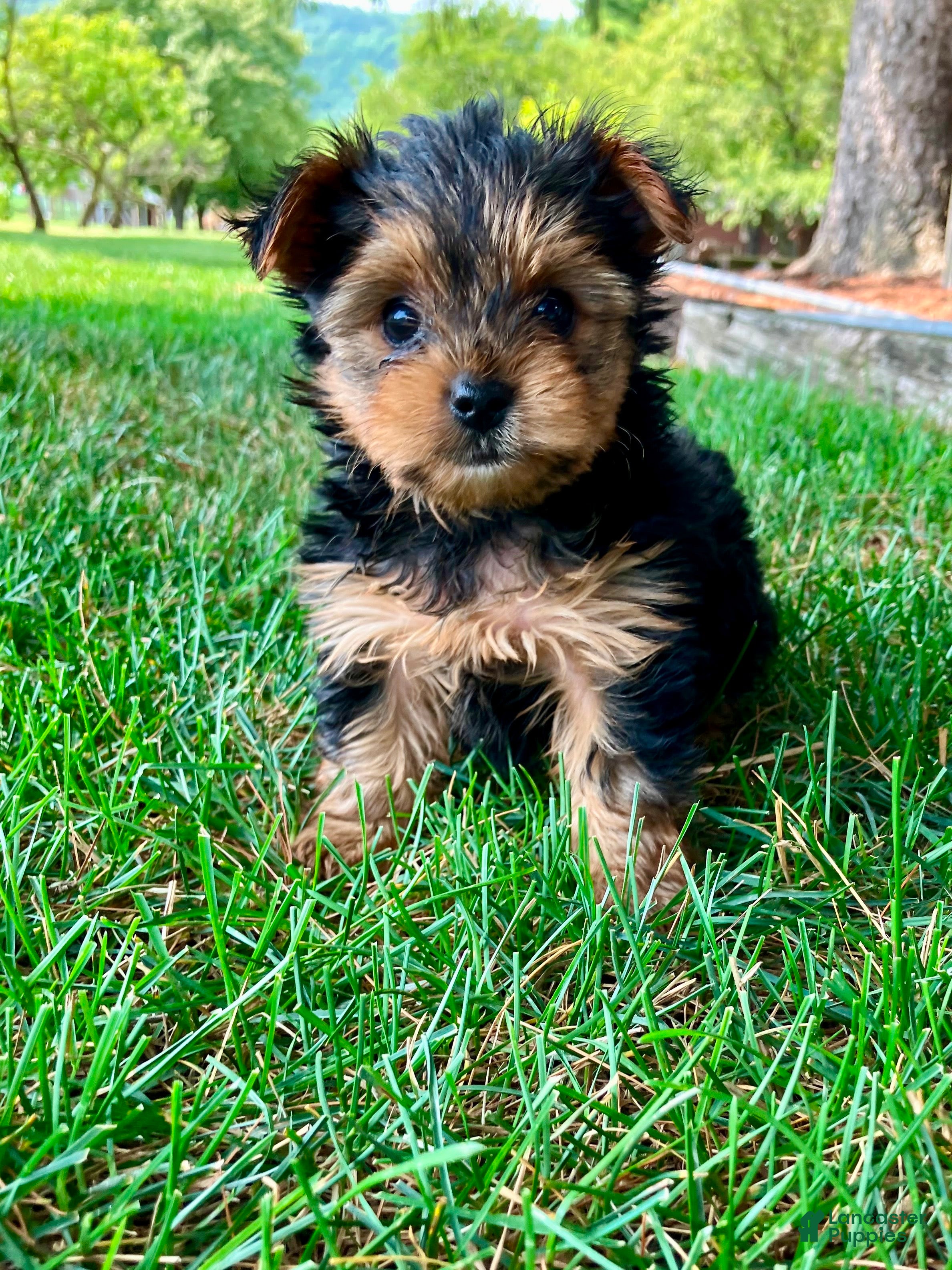 Yorkshire Terrier dogs Luna - Ad 2
