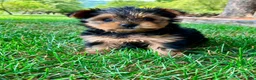 Yorkshire Terrier dogs for sale: Luna - Ad 2