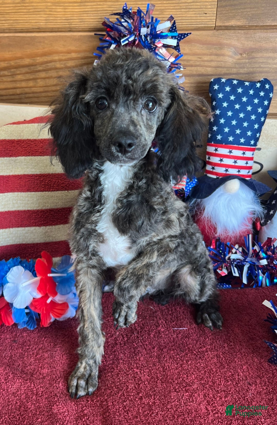 Full Grown Merle Toy Poodle Toy Poodle Puppies For Sale In