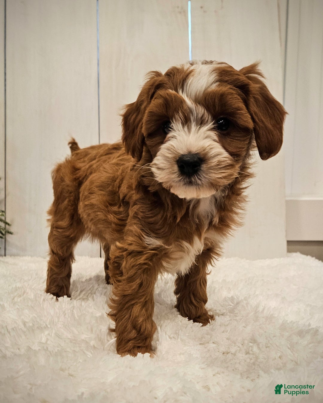 Mini Goldendoodle dogs for sale: Charlie F1B mini - Ad 6