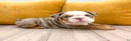 English Bulldog dogs for sale: Otis - Ad 3