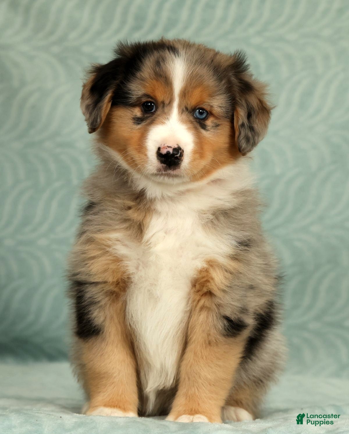 Australian Shepherd dogs for sale: Hunter - Ad 1