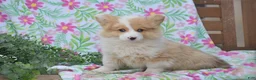 Welsh Corgi Pembroke dogs for sale: Morocco - Ad 1