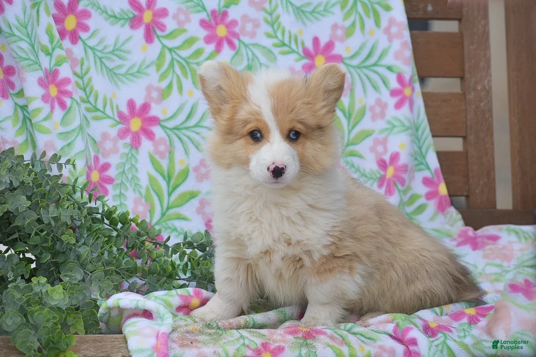 Welsh Corgi Pembroke dogs for sale: Morocco - Ad 1