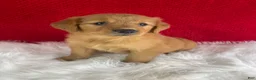 Golden Retriever dogs for sale: Piper - Ad 6